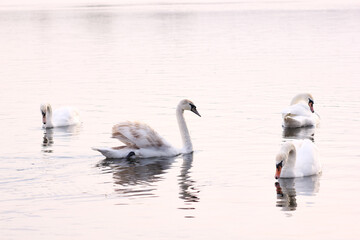 Beautiful swan birds float on the reflective water of the lake.
