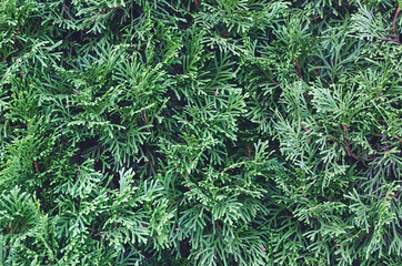 Coniferous branch background