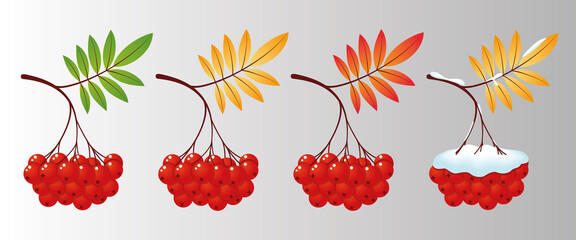 Four rowan tree branches with leaves and berries for different seasons. Vector illustration mountain ash design
