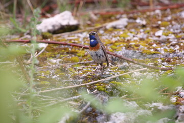 Blaukehlchen
