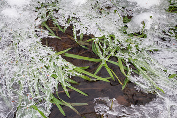 the green grass in the stream is covered with ice