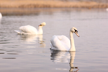 Two white swans float on the reflective water of the lake.

