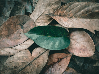 Green leaves among rotting leaves