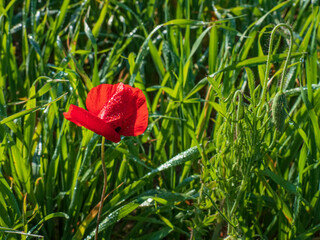 Red poppy flower in drops of dew close-up on a background of green grass