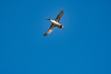 A male pintail duck flying in the blue sky.   Burnaby BC Canada
