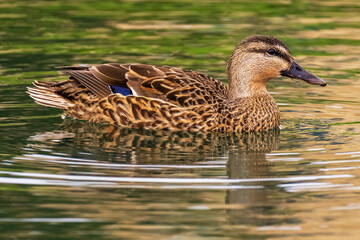 Mallard Anas platyrhynchos Costa Ballena Cadiz