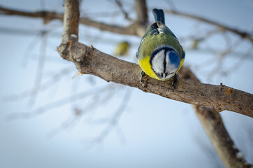 The blue tit is a small and agile songbird.
