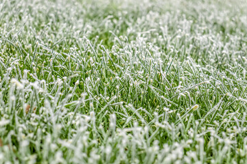 Frost on green grass in nature.