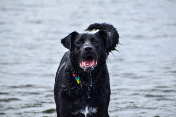 black labrador retriever