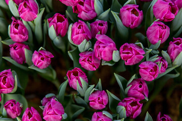 Obraz premium flowers tulips bouquet dutch bud