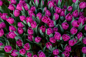 flowers tulips bouquet dutch bud