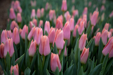flowers tulips bouquet dutch bud