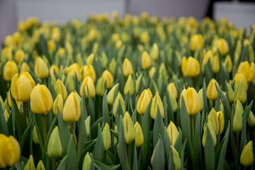 Obraz premium flowers tulips bouquet dutch bud