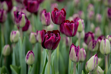flowers tulips bouquet dutch bud