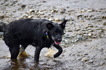 black dog on the beach
