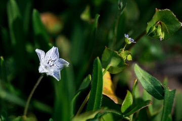 small white flower