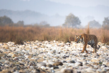 Obraz na płótnie Canvas Royal Bengal Tiger from Tiger Capital in India - Jim Corbett National Park