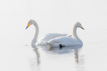 湖面に浮かぶ二羽の白鳥