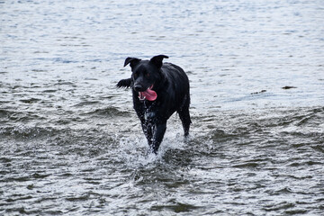 dog in water