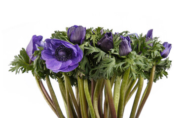 bunch of purple anemones isolated on white background