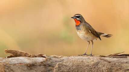 Siberian Rubythroat perching on the tree trunk