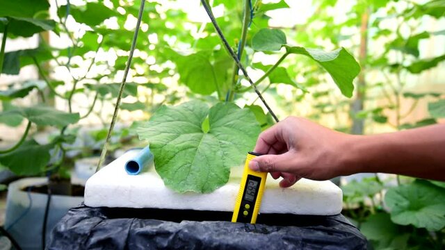 Check pH value of water bin of hydroponics system in mwlon farm
