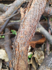 NATURE PHOTOGRAPHY SO PERFECT PHOTO MT5