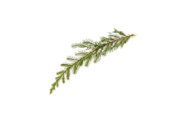 Green juniper twig isolated on white background.