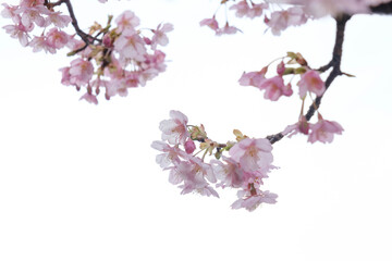 早咲きの河津桜が咲いていた。春はもうそこまできている。