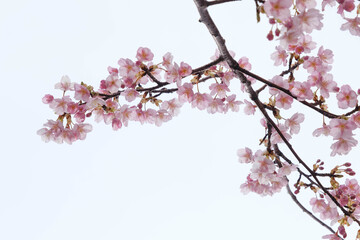 早咲きの河津桜が咲いていた。まだ風は冷たいが、日差しは暖かくなって来ている。春はもうそこまで。