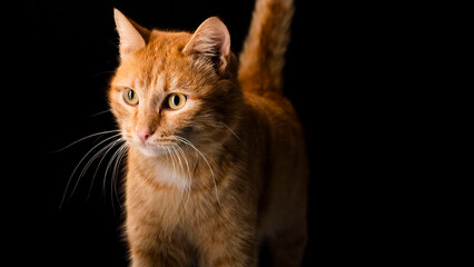 Red cat and a glass of water with lemon on a black background