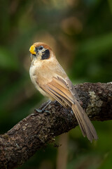 Spot-breasted Parrotbill perching on a perch