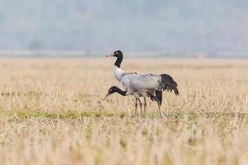  The black-necked crane (Grus nigricollis) is a medium-sized crane in Asia that breeds on the Tibetan Plateau and remote parts of India and Bhutan. It is 139 cm (55 in) long with a 235 cm (7.8 ft) © Pallav