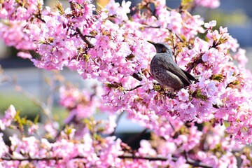 Sakura 2021