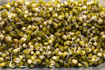 sprouted mung seeds close-up, texture