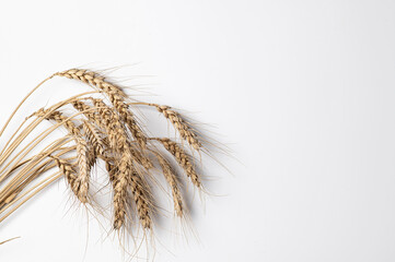 dry spikelets of wheat on a white background