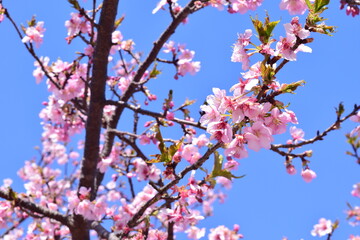 Sakura 2021