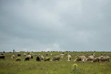 sheep graze in the meadow. sheep graze at the foot of the mountains. pets walk in the steppe