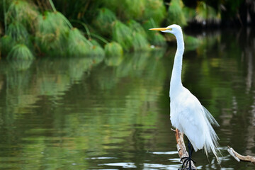 Great white egret (heron) in a Florida lake
