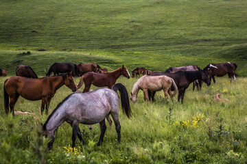 Fototapeta na wymiar horses graze in the meadow. horses graze at the foot of the mountains. pets walk in the steppe