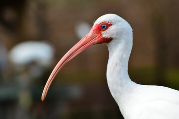 ibis portrait