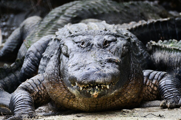 Alligator  pose in the swamp - Florida, United States	
