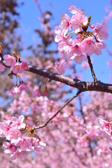 Sakura 2021