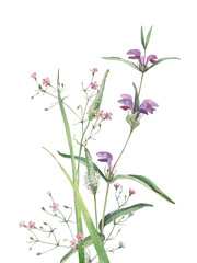 Watercolor wild flowers and herbs on white background