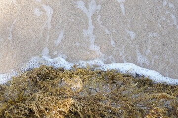 beach and Seaweed koh samui island