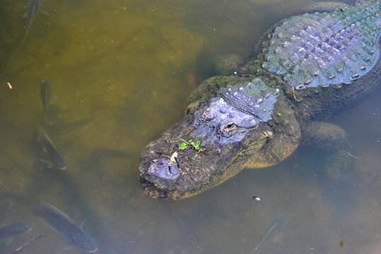 Alligator  pose in the swamp - Florida, United States	