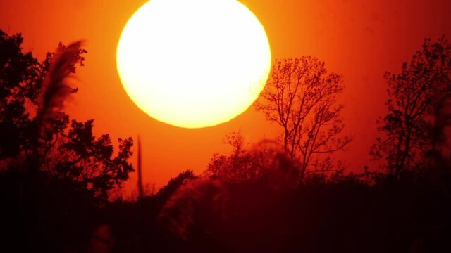 Sunset timelapse with a huge Sun above the trees