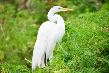 Great white egret (heron) in a Florida lake
