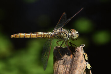 Beautiful dragonfly relaxing on old stump with sunlight