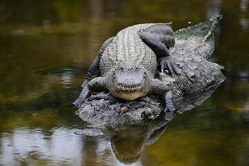 Obraz premium Alligator and her baby crocodile pose in the swamp - Florida, United States 